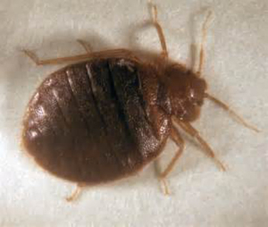 bed bug control huntington beach