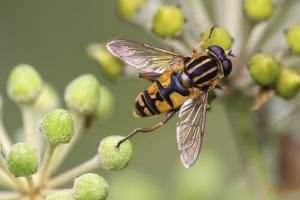 bee control huntington beach