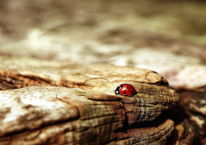 beetle control huntington beach