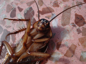 cockroach control huntington beach
