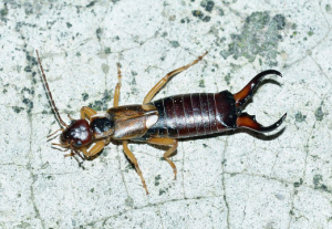 earwig control huntington beach