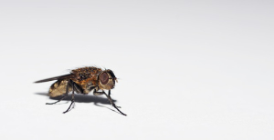 fly control huntington beach