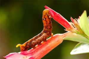 huntington beach pest specialists
