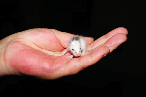 mice control huntington beach