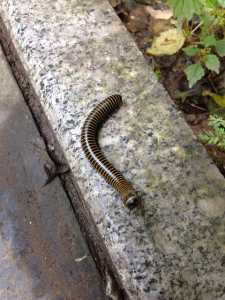 millipede control huntington beach