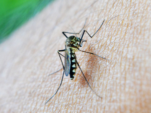 mosquito control huntington beach