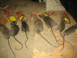 rat control huntington beach