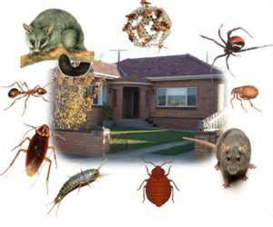 residential pest control huntington beach