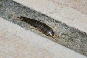 silverfish control huntington beach