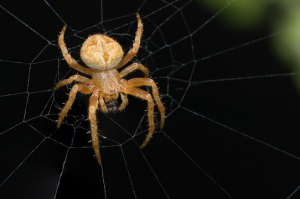 spider control huntington beach