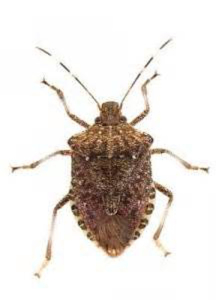stink bug control huntington beach