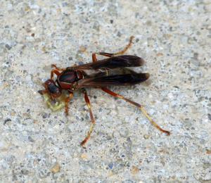 wasp control huntington beach