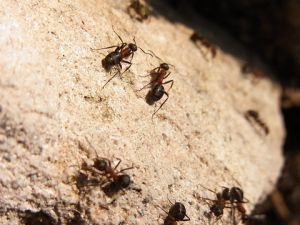 ant control huntington beach