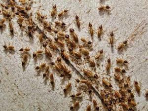 termite control huntington beach